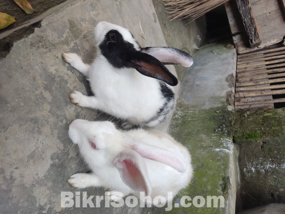 খোরগোস